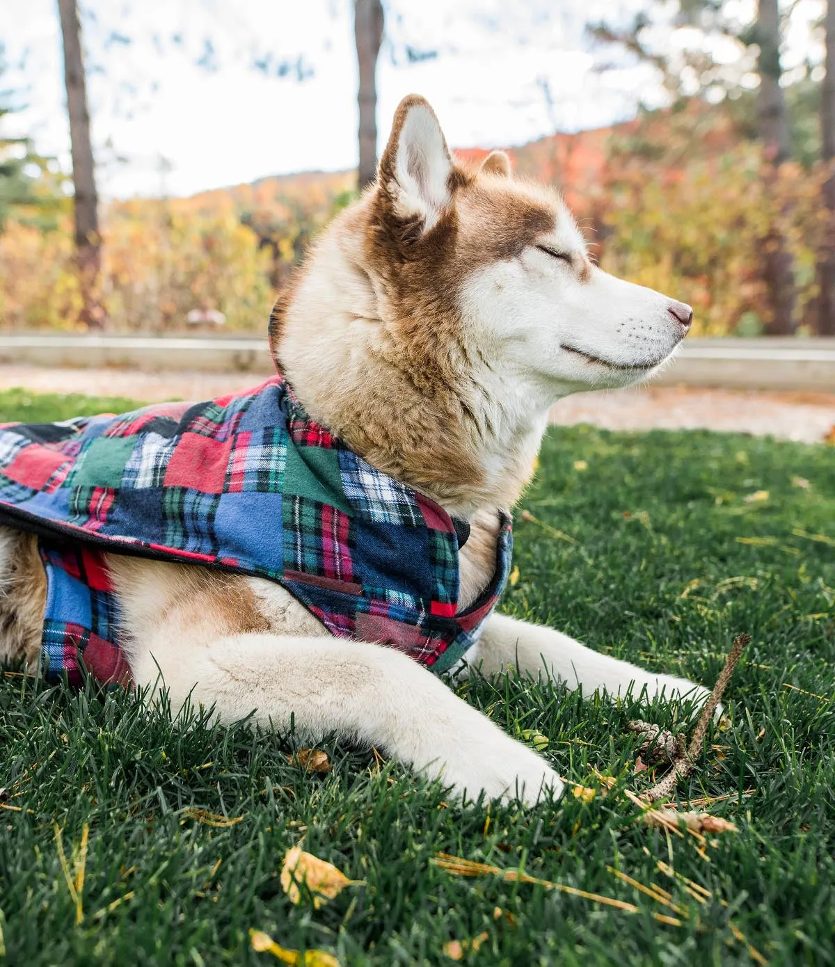 Flannel Dog Jacket